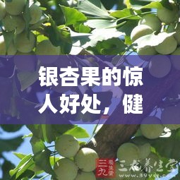 银杏果的惊人好处，健康必备！