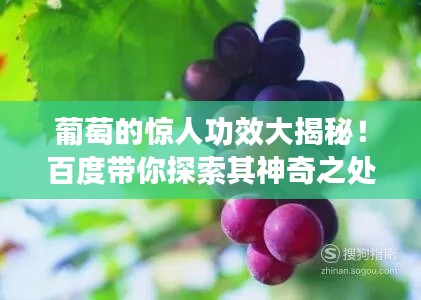葡萄的惊人功效大揭秘！百度带你探索其神奇之处