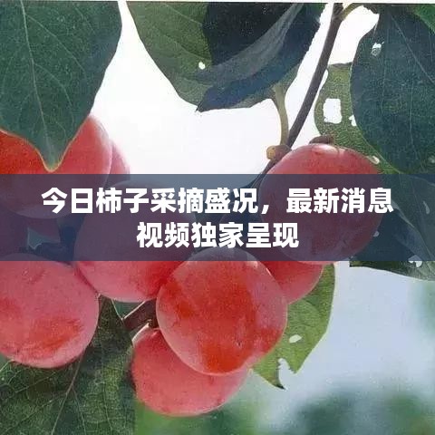 今日柿子采摘盛况，最新消息视频独家呈现