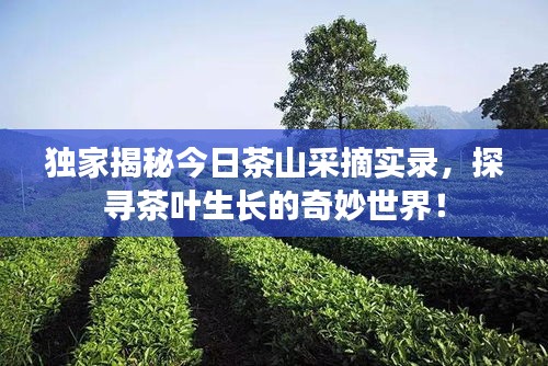 独家揭秘今日茶山采摘实录，探寻茶叶生长的奇妙世界！