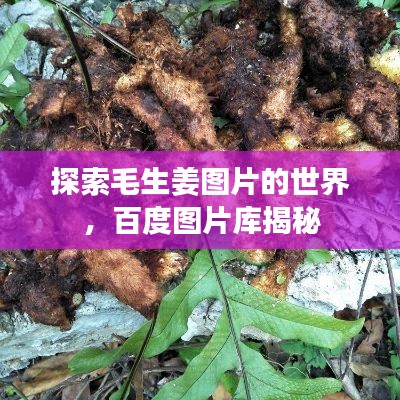 探索毛生姜图片的世界，百度图片库揭秘