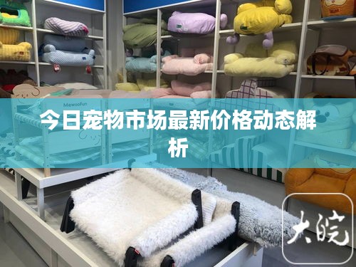今日宠物市场最新价格动态解析