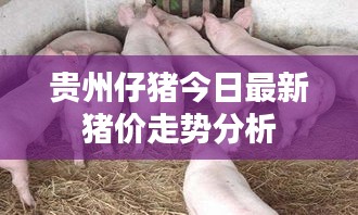 贵州仔猪今日最新猪价走势分析