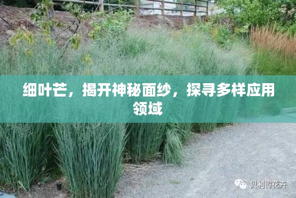 细叶芒，揭开神秘面纱，探寻多样应用领域