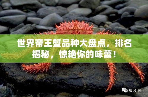 世界帝王蟹品种大盘点，排名揭秘，惊艳你的味蕾！
