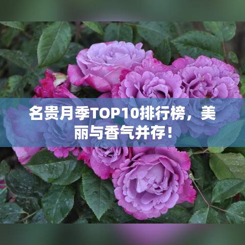 名贵月季TOP10排行榜，美丽与香气并存！