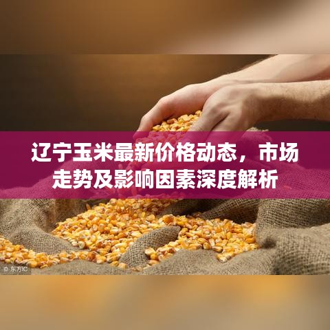辽宁玉米最新价格动态，市场走势及影响因素深度解析