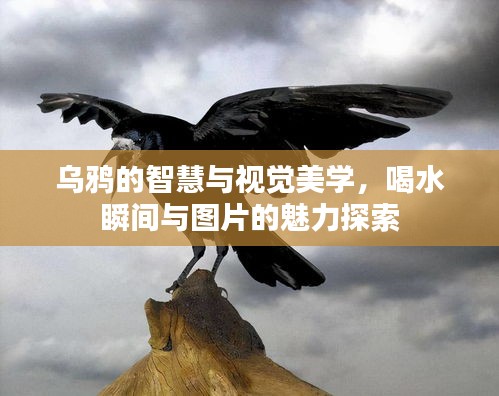 乌鸦的智慧与视觉美学，喝水瞬间与图片的魅力探索