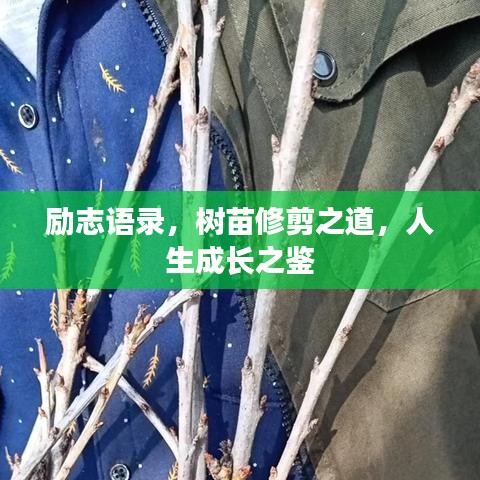 励志语录，树苗修剪之道，人生成长之鉴