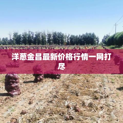 洋葱金昌最新价格行情一网打尽