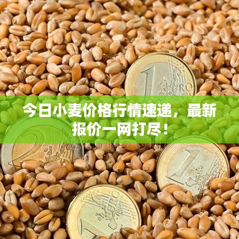 今日小麦价格行情速递，最新报价一网打尽！