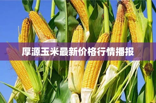 厚源玉米最新价格行情播报