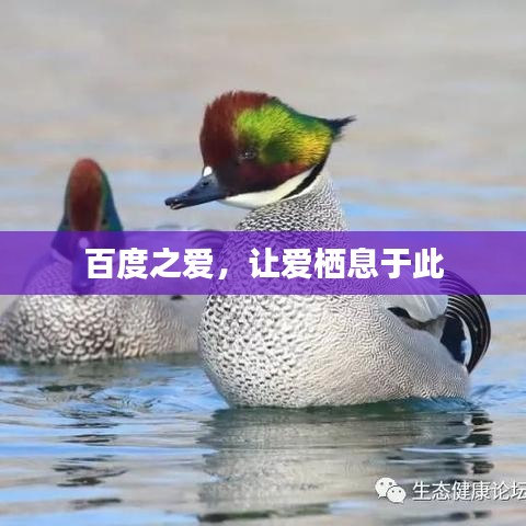 百度之爱，让爱栖息于此
