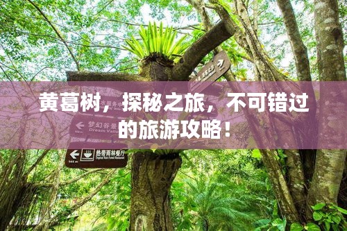 黄葛树，探秘之旅，不可错过的旅游攻略！