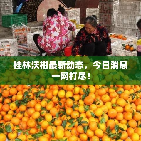桂林沃柑最新动态，今日消息一网打尽！