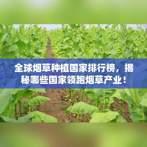 全球烟草种植国家排行榜，揭秘哪些国家领跑烟草产业！