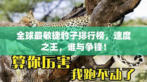 全球最敏捷豹子排行榜，速度之王，谁与争锋！