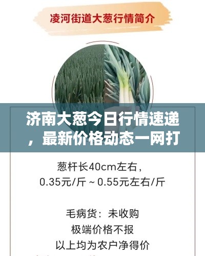 济南大葱今日行情速递，最新价格动态一网打尽！