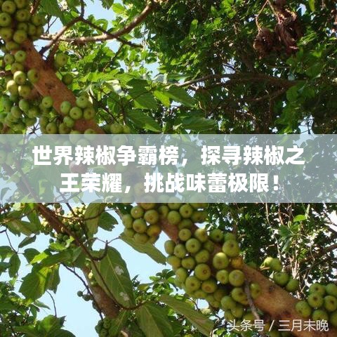 世界辣椒争霸榜，探寻辣椒之王荣耀，挑战味蕾极限！