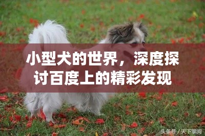小型犬的世界，深度探讨百度上的精彩发现