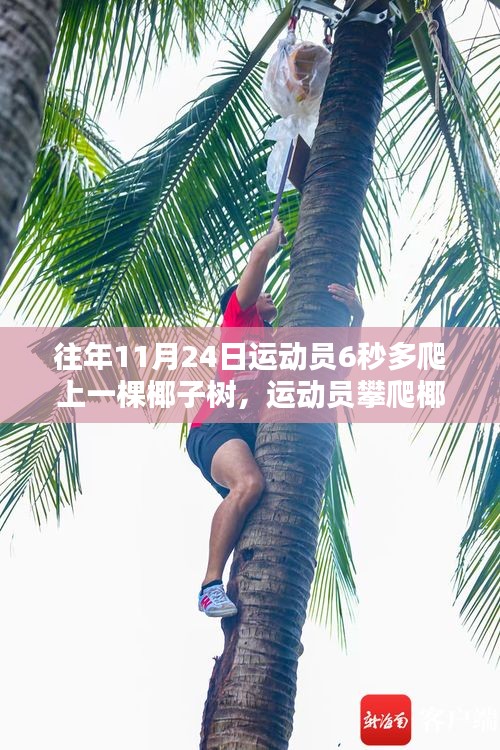往年11月24日运动员攀爬椰子树壮举揭秘，6秒极速登顶的挑战！