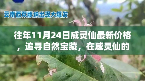 探寻自然宝藏，威灵仙秋日价格揭秘与心灵宁静之旅
