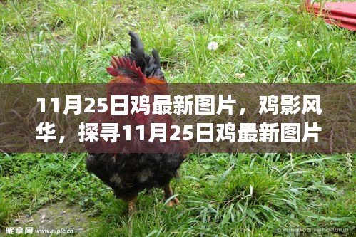 探寻鸡影风华，最新鸡图片背后的故事与意义（11月25日更新）