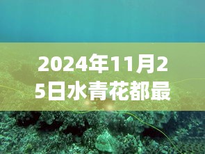 2024年11月25日水青花都最新房价，水青花都之旅，探索自然美景，寻找心中的平和与宁静（2024年最新房价一览）