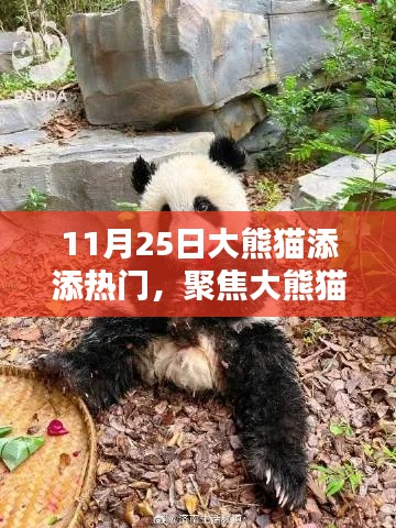 聚焦大熊猫添添，揭秘其热门时刻背后的故事