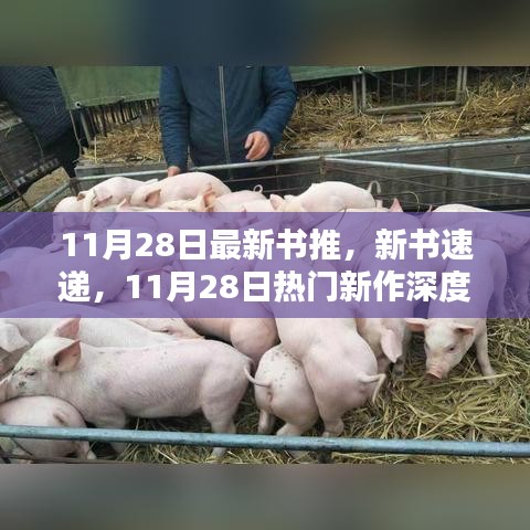11月28日新书速递，深度解析热门新作，我的观点与理由