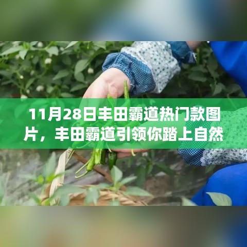 丰田霸道热门款图片，探寻心灵净土，霸道引领自然之旅