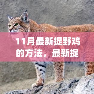 最新捉野鸡方法探讨，个人立场分析与观点阐述