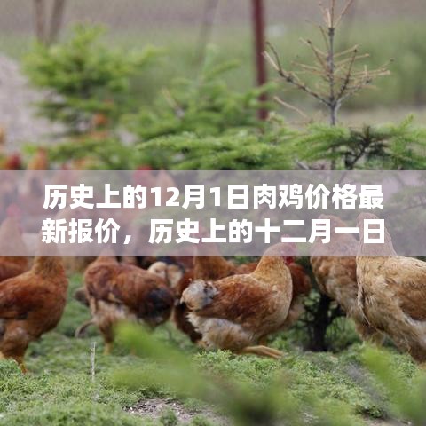 历史上的12月1日肉鸡价格最新报价，历史上的十二月一日，肉鸡价格变迁揭秘，探寻最新报价的轨迹