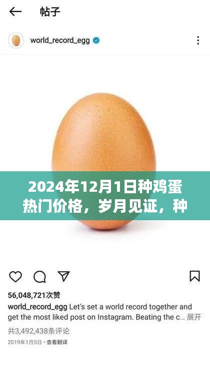 岁月见证，种鸡蛋热门价格变迁——观察记录至2024年12月1日