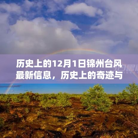 揭秘历史上的锦州台风，奇迹与危机背后的故事（最新信息）