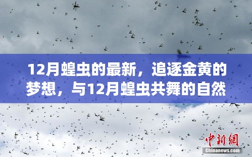 追逐金黄的梦想，与12月蝗虫共舞的自然探索之旅最新报道
