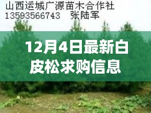 变化中的学习，最新白皮松求购信息，铸就自信与成就的关键