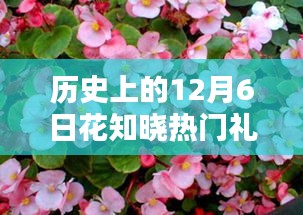 历史上的12月6日，花知晓神秘热门礼盒独家揭秘日