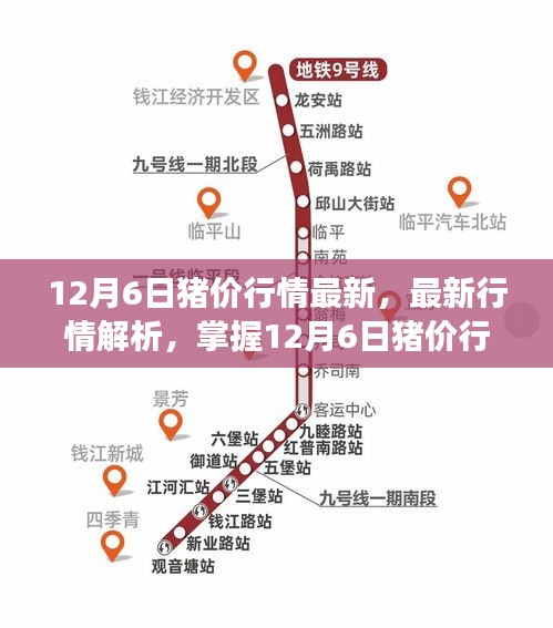 12月6日猪价行情最新，最新行情解析，掌握12月6日猪价行情，轻松洞悉市场走势