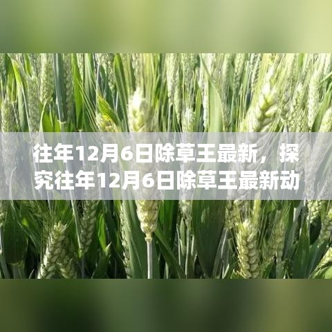 观点热议，往年12月6日除草王最新动态探究