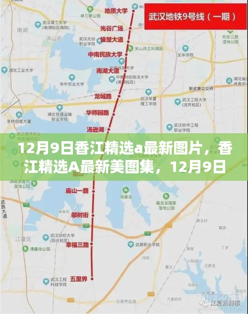 12月9日香江精选A美图集，惊艳瞬间的视觉盛宴