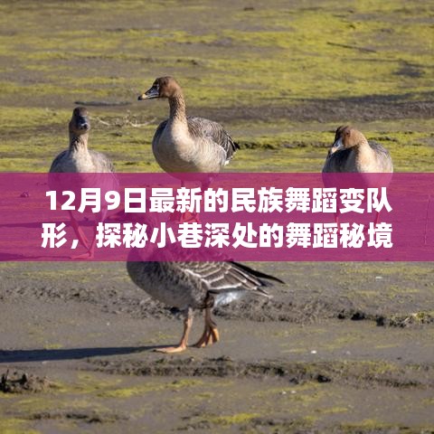 探秘小巷深处的舞蹈秘境，12月9日最新民族舞蹈变队形之旅