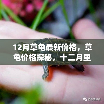 十二月草龟价格探秘，温情故事中的龟价更新