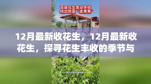 探寻花生丰收的季节与故事，最新12月收花生纪实