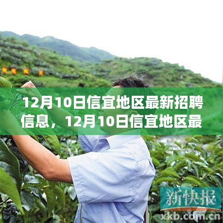 12月10日信宜地区最新招聘信息汇总与就业市场观察，个人立场分析