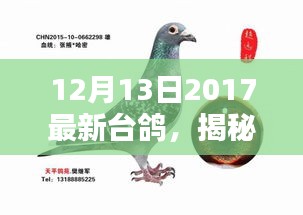 揭秘潮流引领者，2017年最新台鸽品种亮相，引领鸽子界新潮流