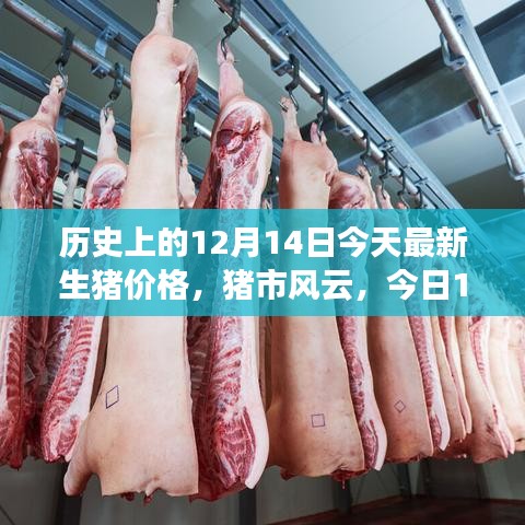 今日猪市风云，生猪价格揭秘与温馨故事
