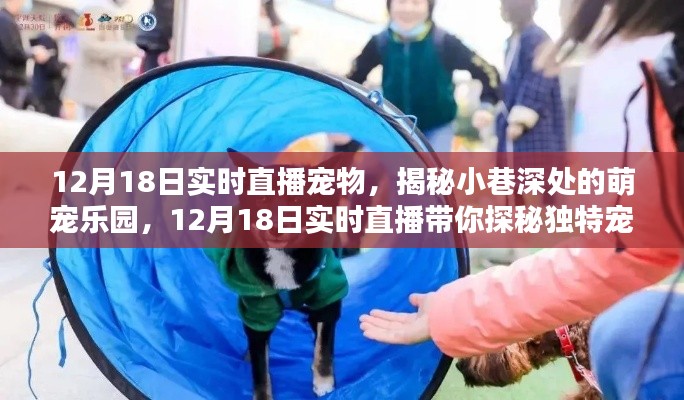 揭秘萌宠乐园，实时直播带你探秘独特宠物世界（12月18日直播）