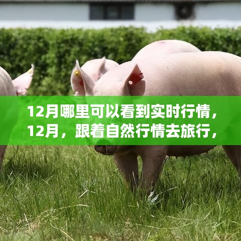 雍容华贵 第3页