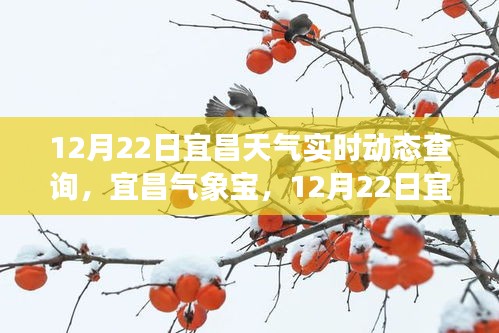 宜昌气象宝深度评测，实时动态查询宜昌天气的精准性与实用性分析